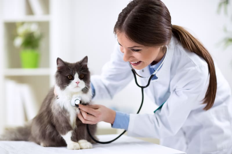 Early Care = Safer Care! Keep Your Cat Healthy with Vet Consults