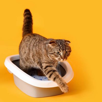 Choosing Wisely: Open vs. Covered Cat Litter Boxes Explained