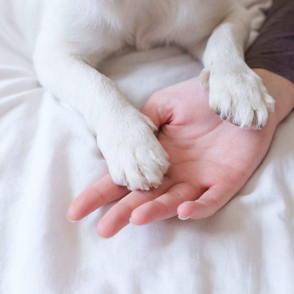 Frosty Paws: How to Protect Your Dog's Paws in Cold Weather
