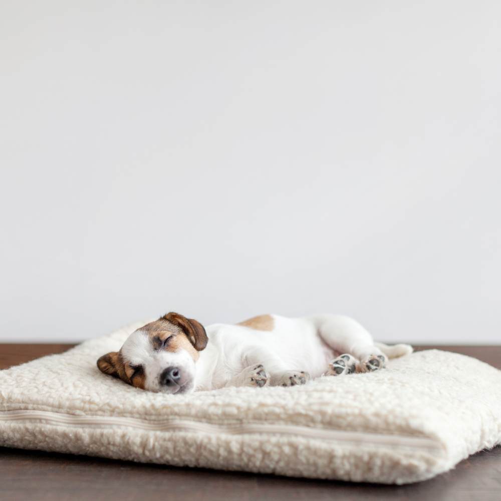Dog sleeping on an orthopaedic bed