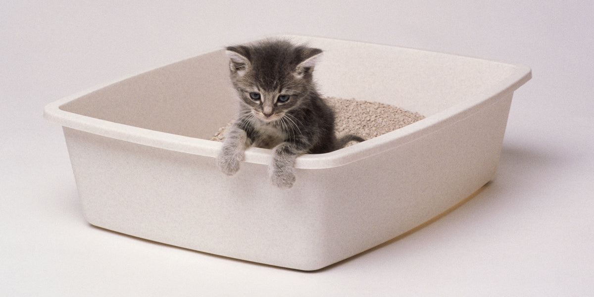 The 10 Best Cat Litter Brands in India