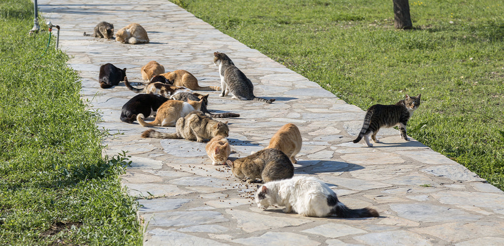 Support needed for feral cats, those who help them