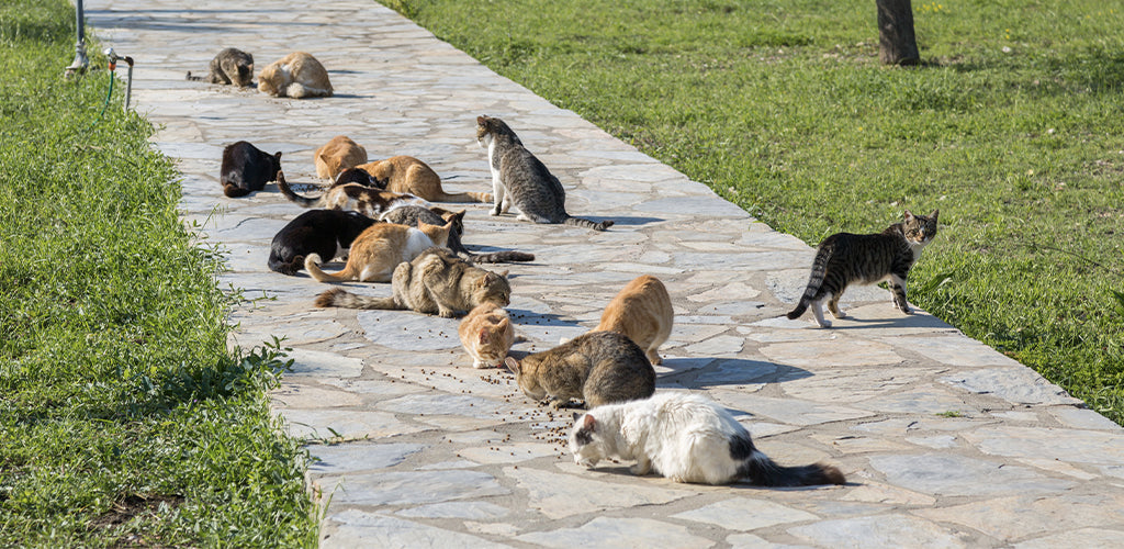 What Do You Feed a Stray Cat?