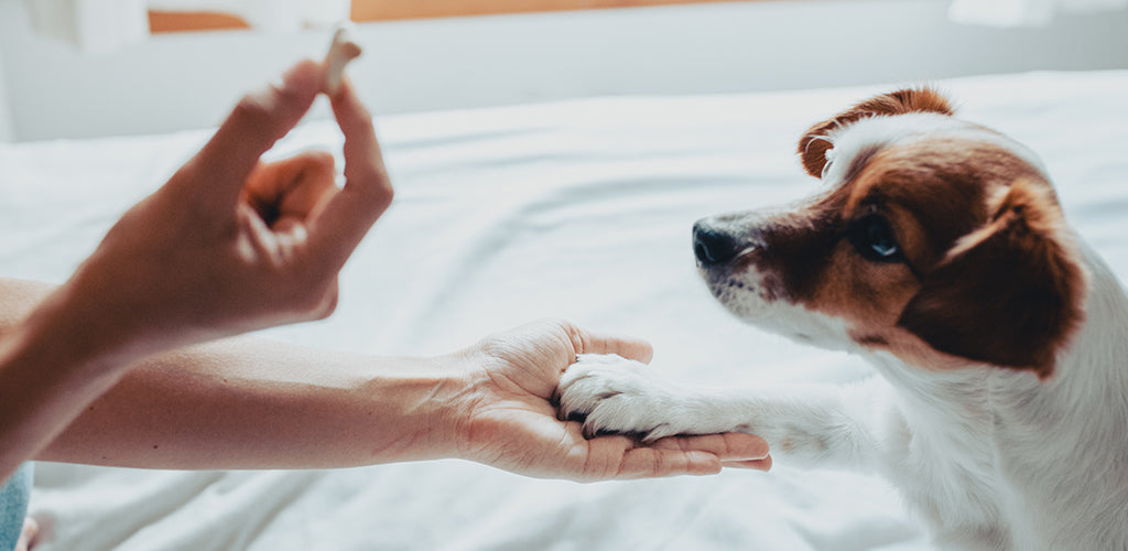 How to provide treats and chews for your puppy