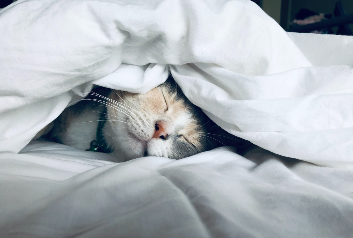 How To Get Your Cat To Sleep In A New Bed