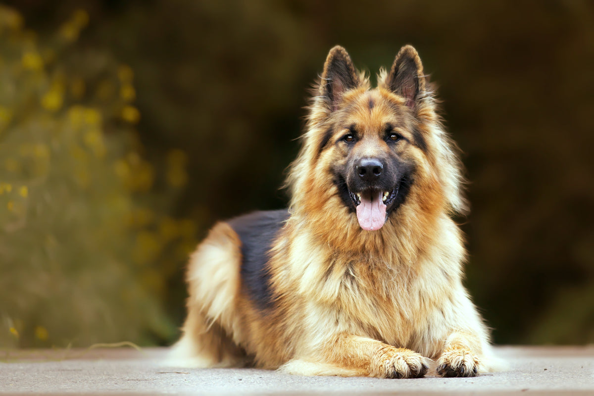 How to Care for Senior Dogs