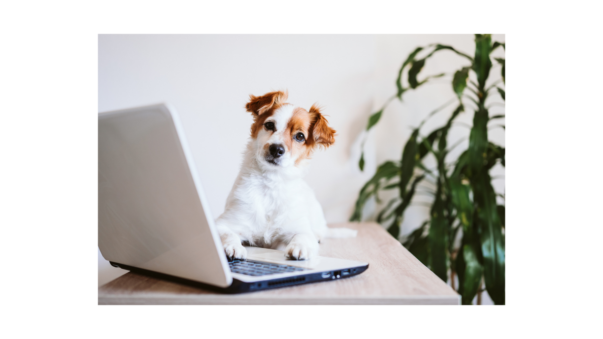 The Latest Pet Industry Trends - Your Professional Guide!