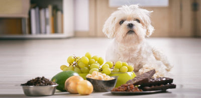 What should I never feed my dog?