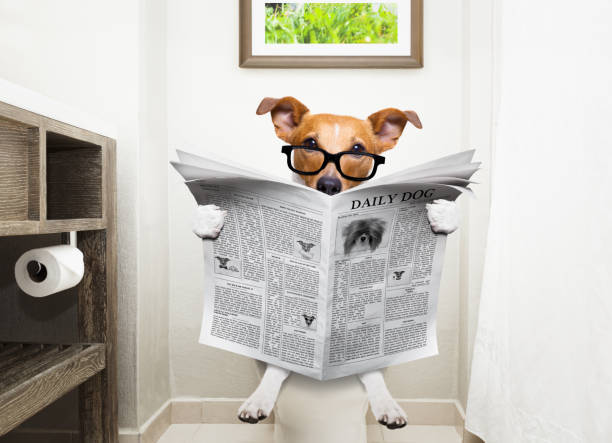 A Guide to Successful Puppy Potty Training