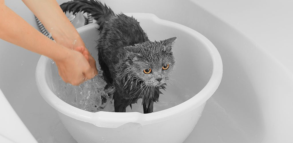 Bathing store a kitten