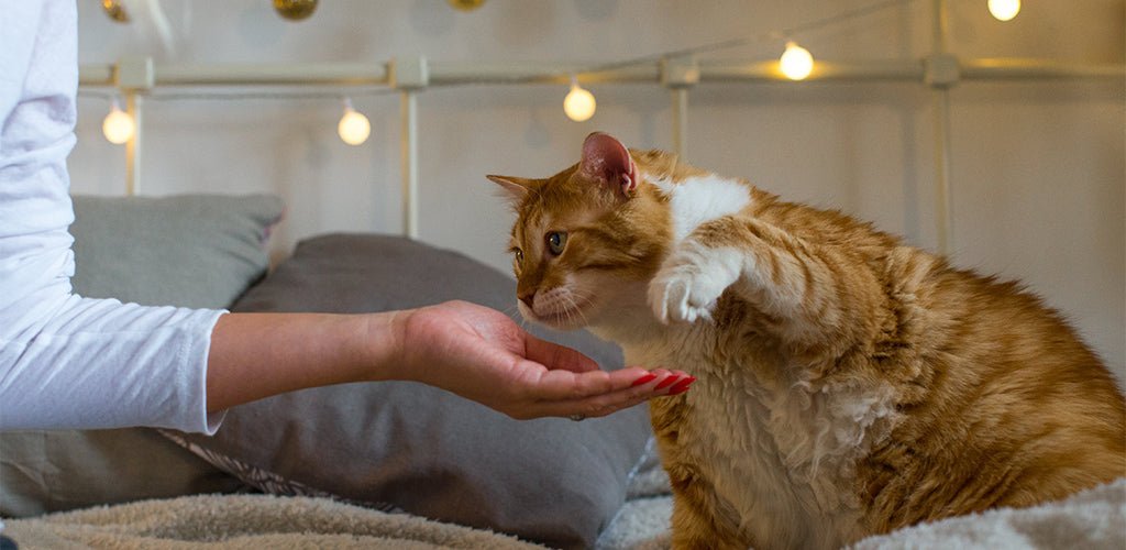 How To Keep Your Kitten’s Weight In Check