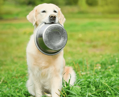 The Right Way to Feed Treats to Your Dog