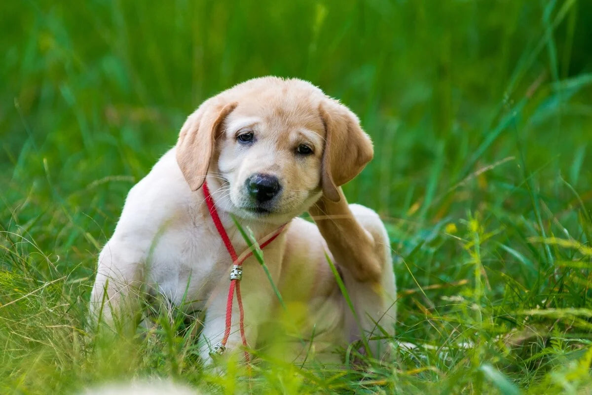 The Ultimate Remedy for Tick and Flea Removal for Dogs
