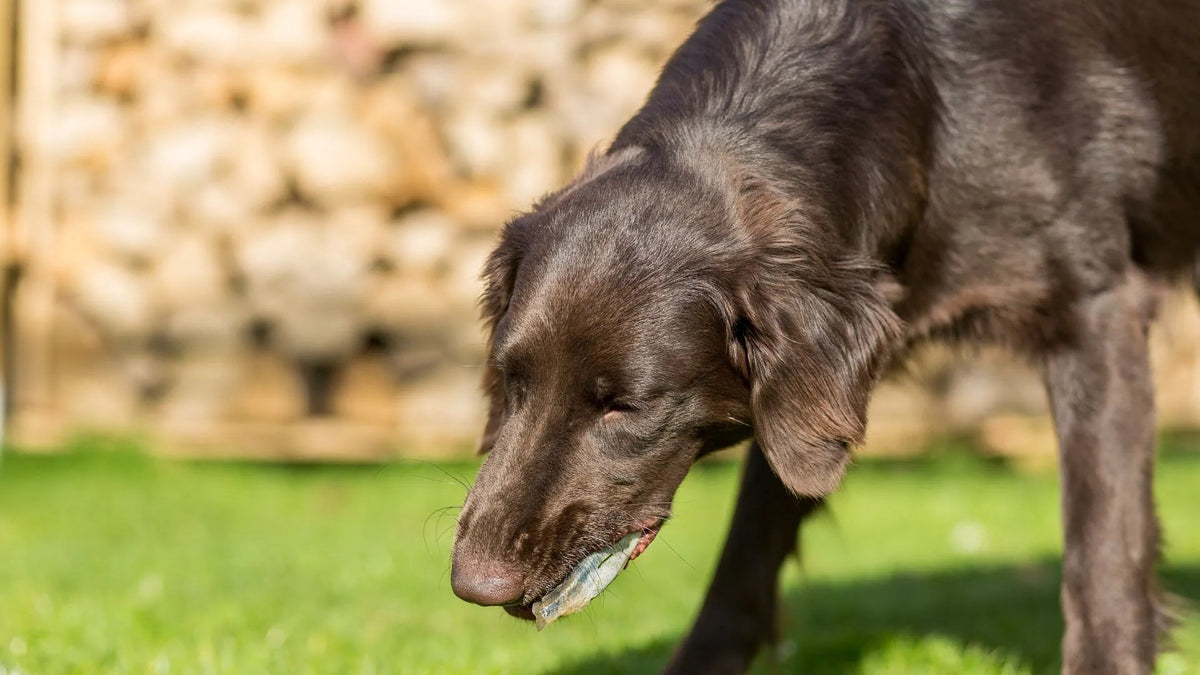 Dog Vomiting Yellow Bile: Key Insights for Pet Owners