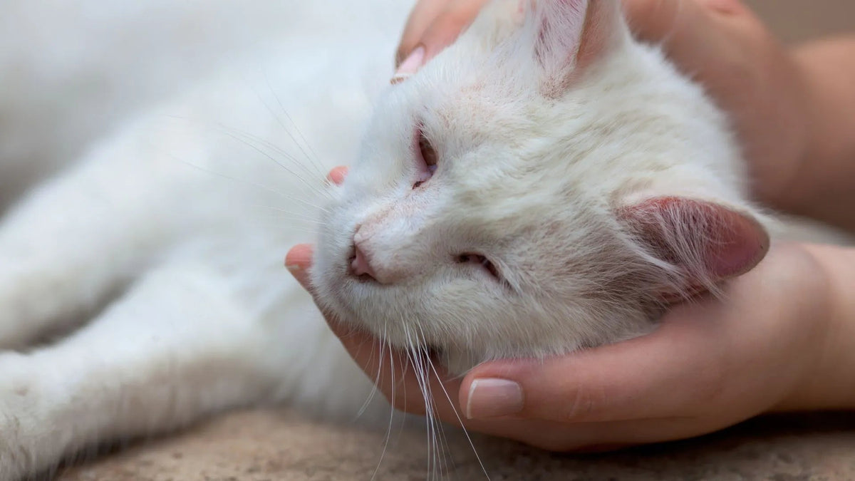 DIY Cat Body Temperature Check: Ensure Your Feline's Wellness