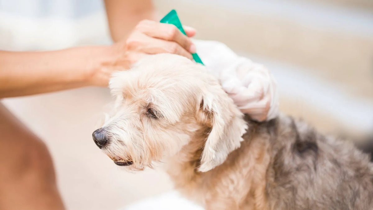 Protect Your Dog from Tick Fever: Essential Prevention Tips