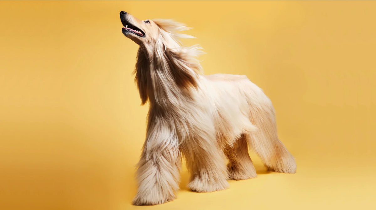 Is Your Dog Losing That Shine? Here’s How to Bring Back a Healthy Coat