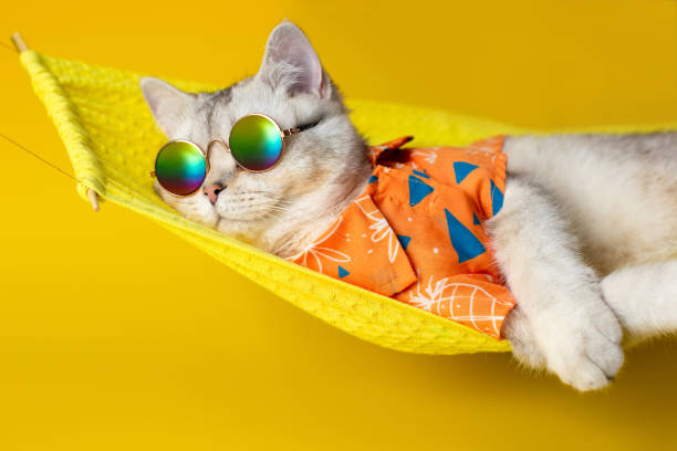Must-Have Summer Cat Products | Supertails Top Picks