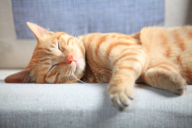 Why Is My Cat Sleeping So Much? Let’s Decode