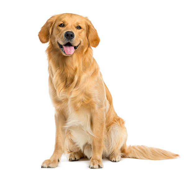 Dog Lifespan in India: Average Lifespan by Breed & Longest Living Dogs
