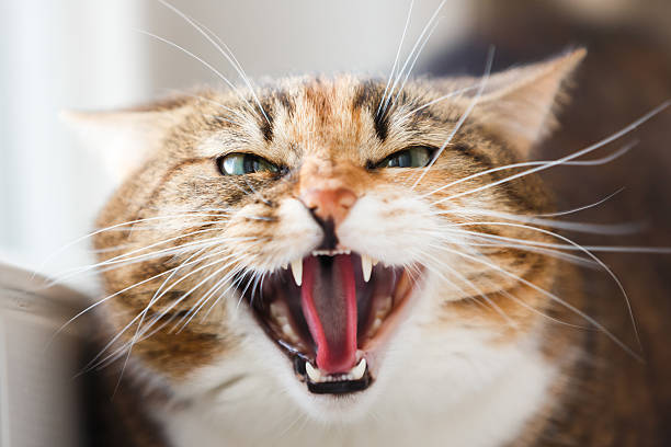 Aggression in Cats: Visible Behaviour Changes in Cats