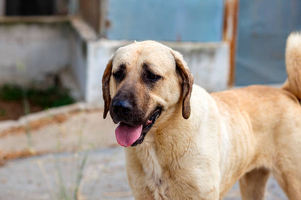 Kangal Dog Price: Everything You Need to Know
