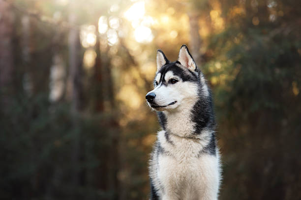 Husky Dog Price in India Everything You Need to Know Supertails