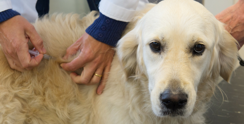 Leptospirosis Vaccine for Dogs: Importance, Schedule & Side Effects