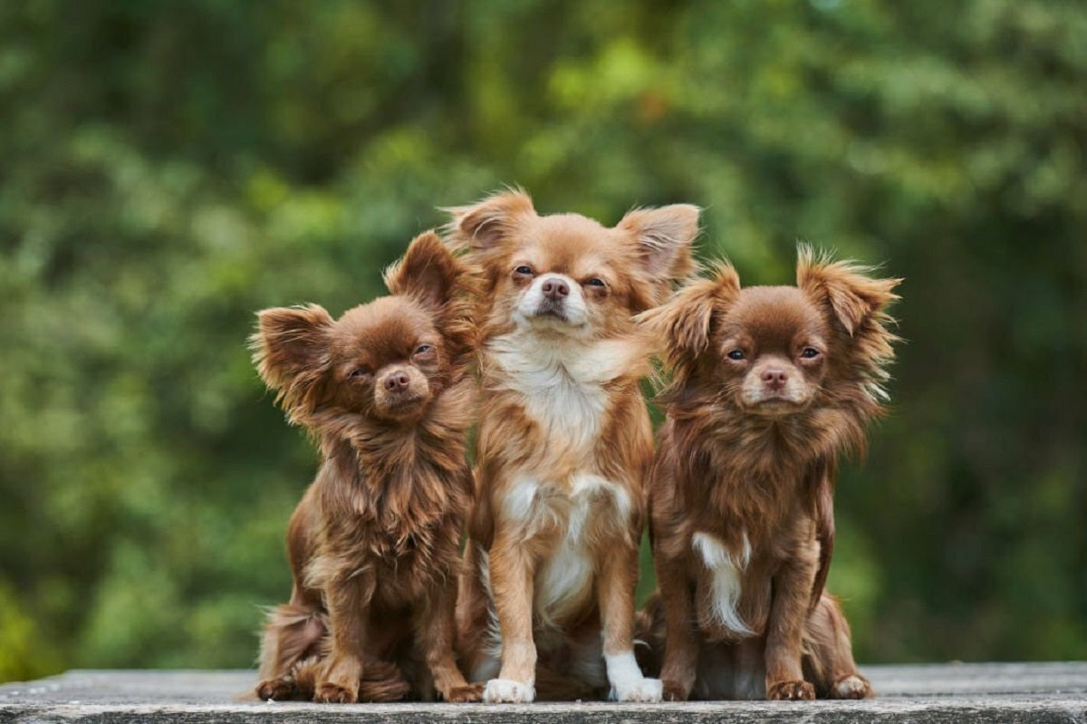 Looking for a Long-Term Companion? Explore the Longest Living Dog Breeds