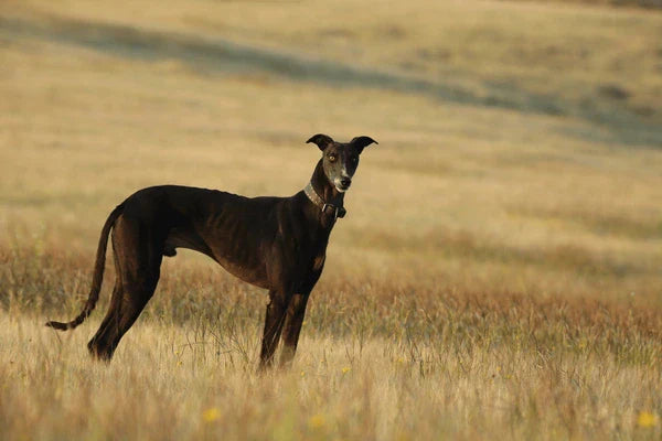 Mudhol Dog Price: What You Need to Know Before Welcoming One Home