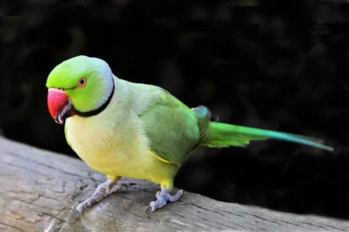 How to Take Care of a Parrot: The Ultimate Guide for Pet Parents