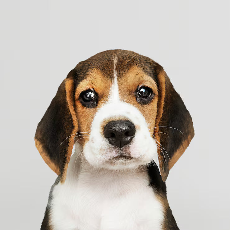 How to Boost Your Pet's Immunity to reduce Shedding