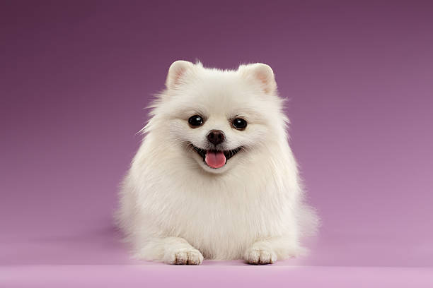 How Much Does a Pomeranian Cost in India?