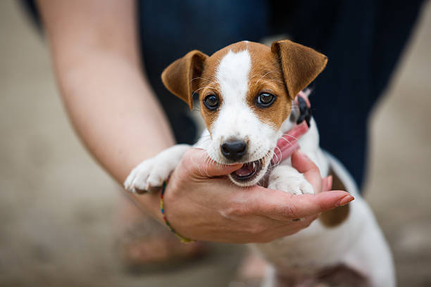 Wondering How to Handle a Puppy That Bites Too Much