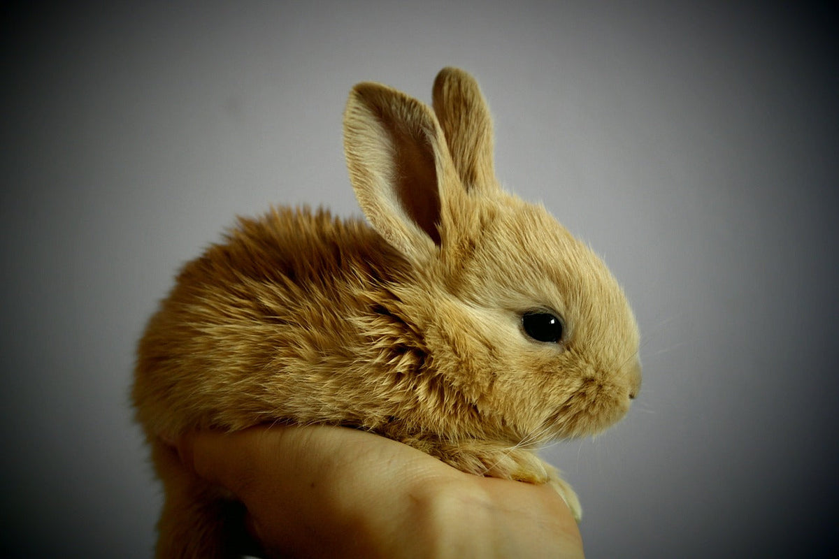 How to Take Care For a Rabbit: The Ultimate Guide for Rabbit Owners