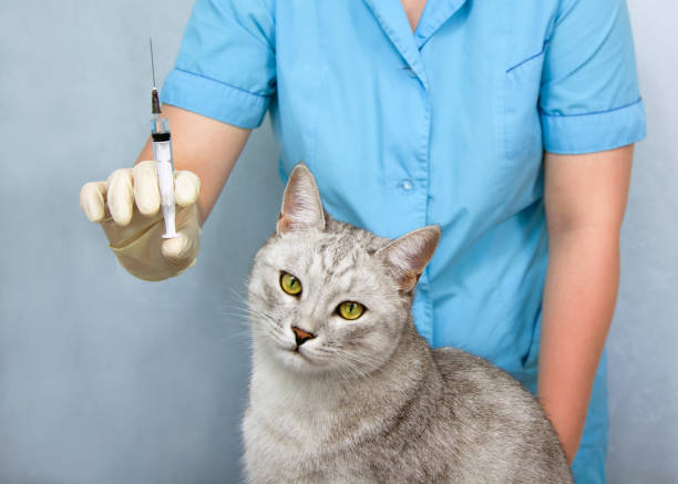 Why Rabies Vaccination is Essential for Cats