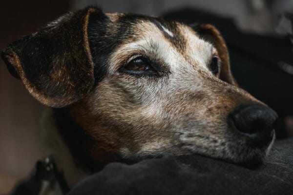 Heartbreaking Signs a Dog Is Dying and How to Make Their Final Days Peaceful