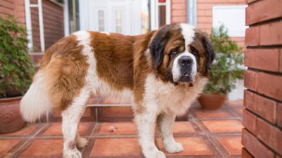 Large Breed Dogs: Health, Diet, Nutrition, and Exercise