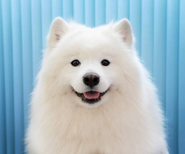 Samoyed Dog Price in India: Cost, Care, And Breeder Guide