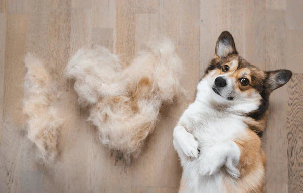 Everything You Need to Know About Shedding in Pets
