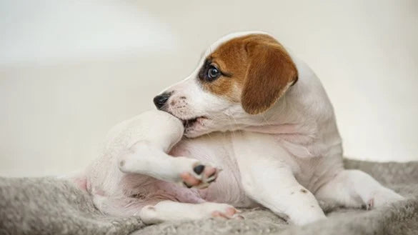 Understanding and Preventing Skin Infections in Pets: A Complete Guide