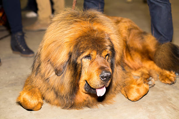 Tibetan Mastiff Dog Price in India: Costs, Care & Buyer Guide