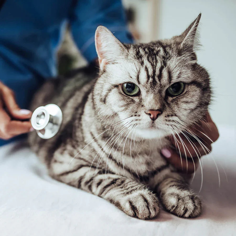 Urinary tract infection (UTI) in cats | Royal Canin US, image size:900x900