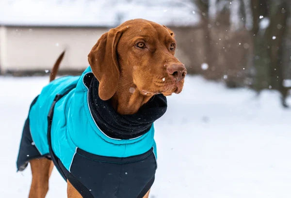 Do dogs need sweaters in winter? Supertail's Guide | Supertails Do dogs need sweaters in winter? Supertail's Guide | Supertails