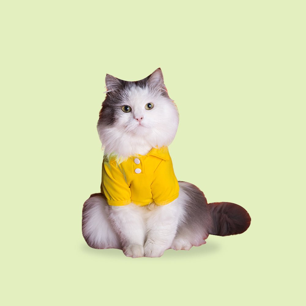 Buy Cat Clothes Online India Outfits, Sweater & Dresses | Supertails Buy Cat Clothes Online India Outfits, Sweater & Dresses | Supertails
