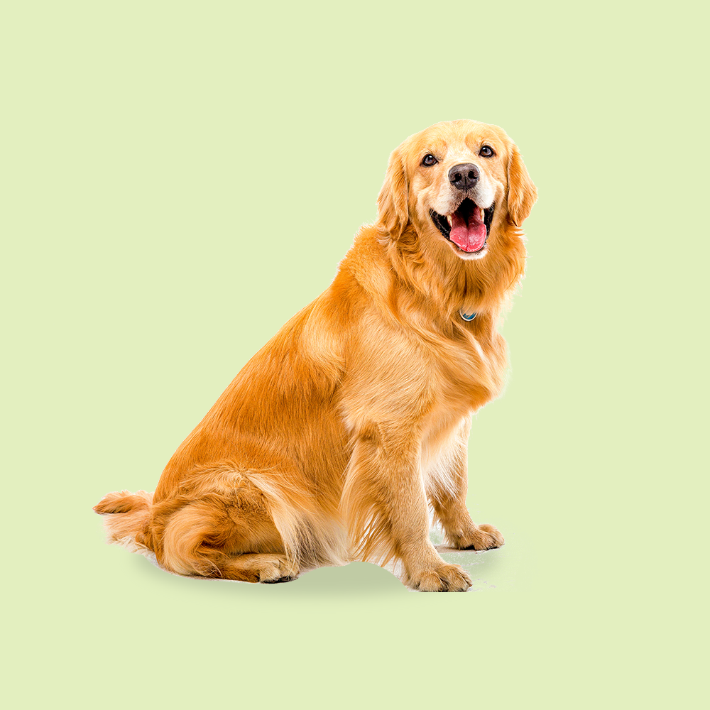 Golden Retriever How To Keep A Dog's Coat Healthy Tips To