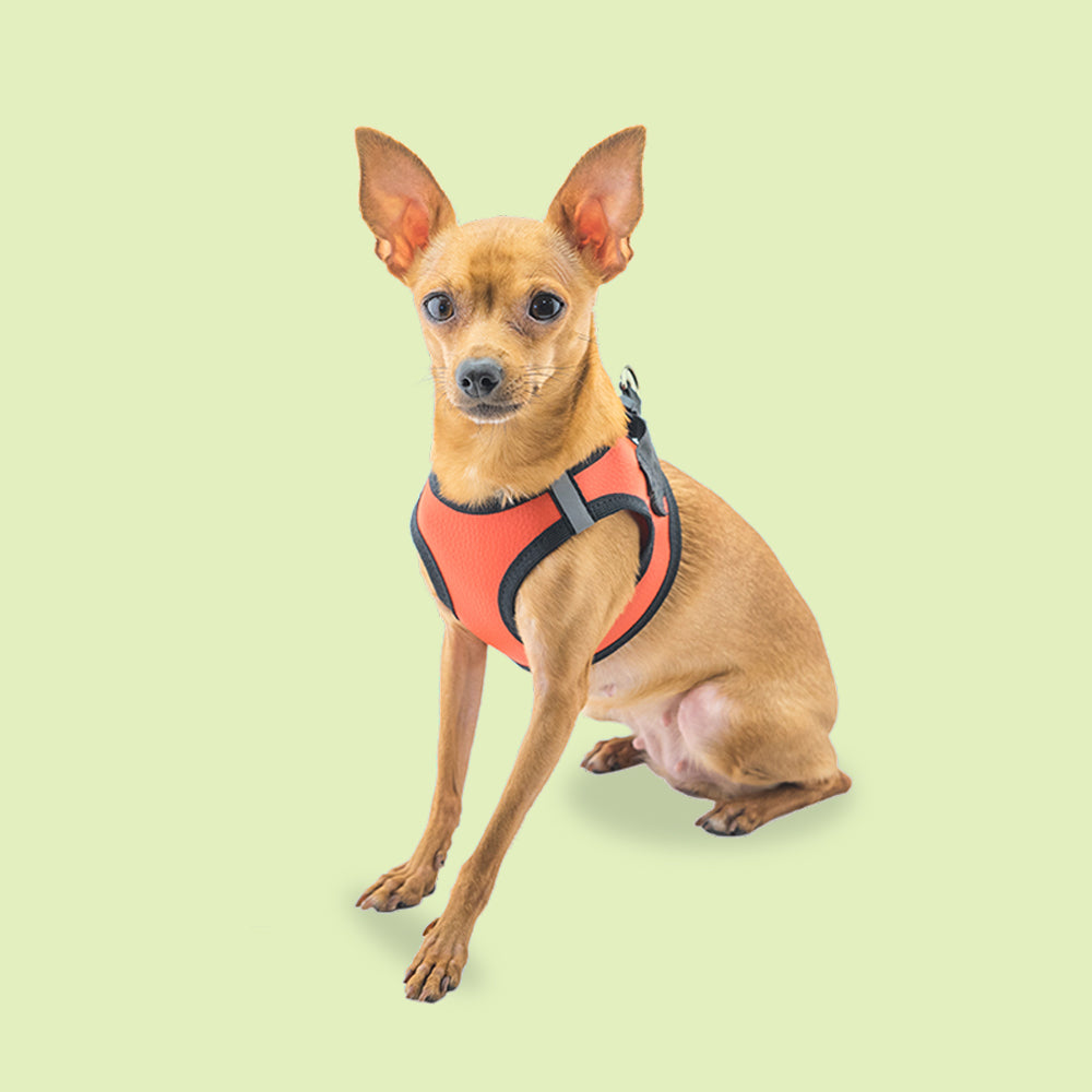 Buy Dog Harness and Body Belt Online in India Supertails