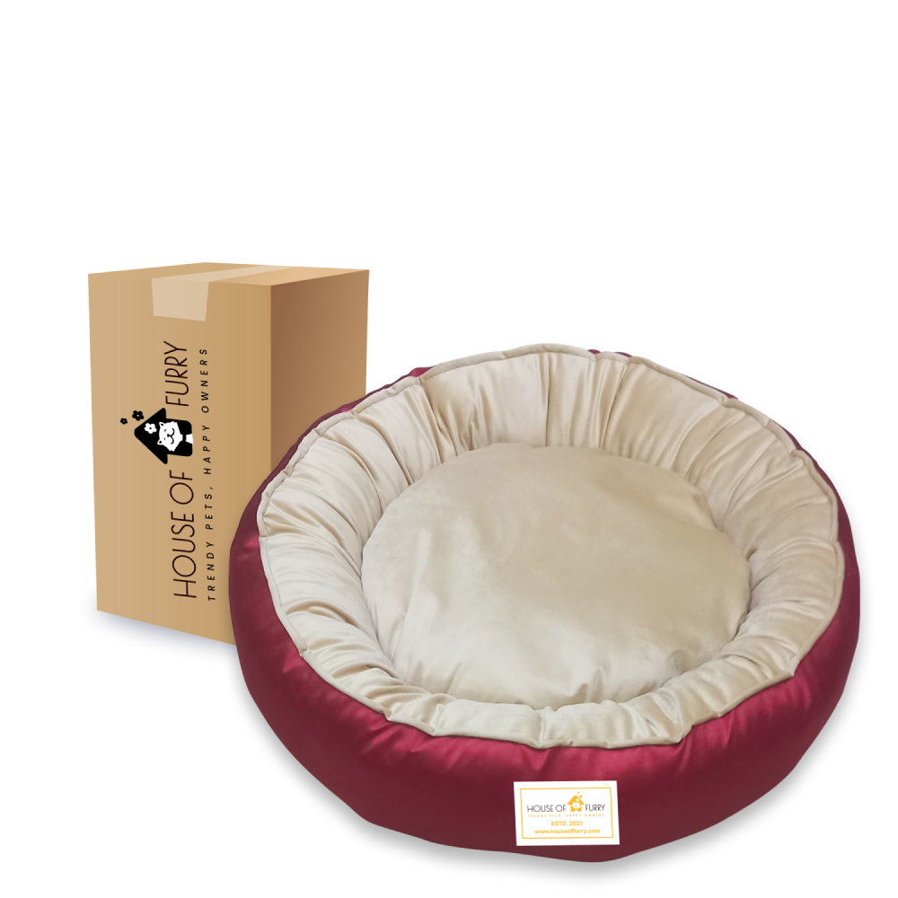 Happy house dog deals bed