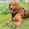 Truelove Reflective Waterproof and TPR Sole Shoes for Dogs (Pinecone/Glazed Ginger, Set of 4) Dogs-Clothing & Accessories True Love
