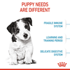 Royal Canin Mini Puppy Dog Dry Food (Limited Shelf Life) Dogs- Dry Food Royal Canin